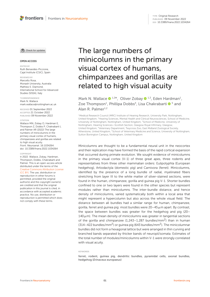 (PDF) The large numbers of minicolumns in the primary visual cortex of