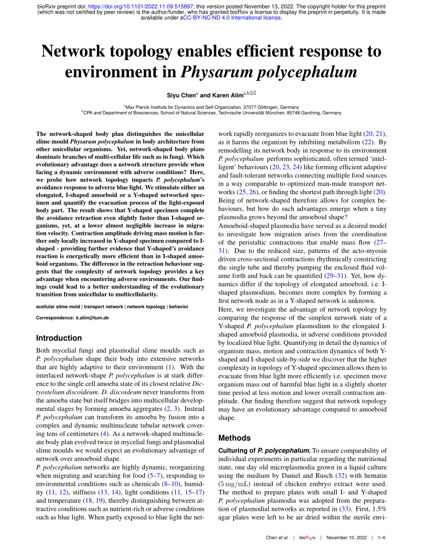 Y-shaped P. polycephalum evades blue light region slightly faster than