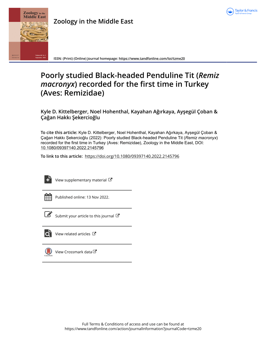 PDF) Poorly studied Black-headed Penduline Tit (Remiz macronyx