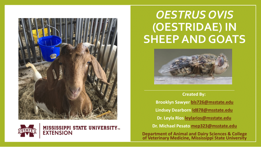 Nasal bots in sheep - Department of Agriculture and Food