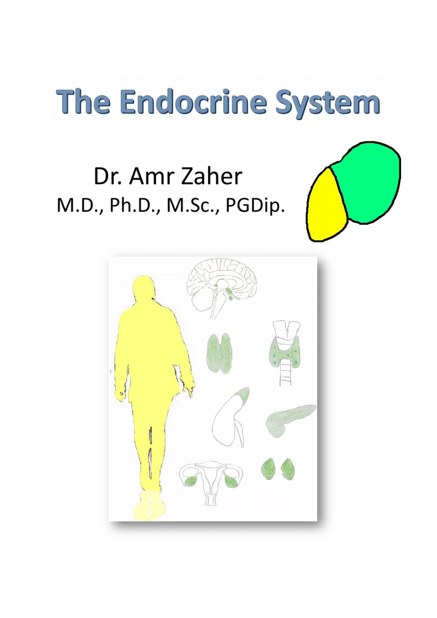 Pdf Endocrine System 3463