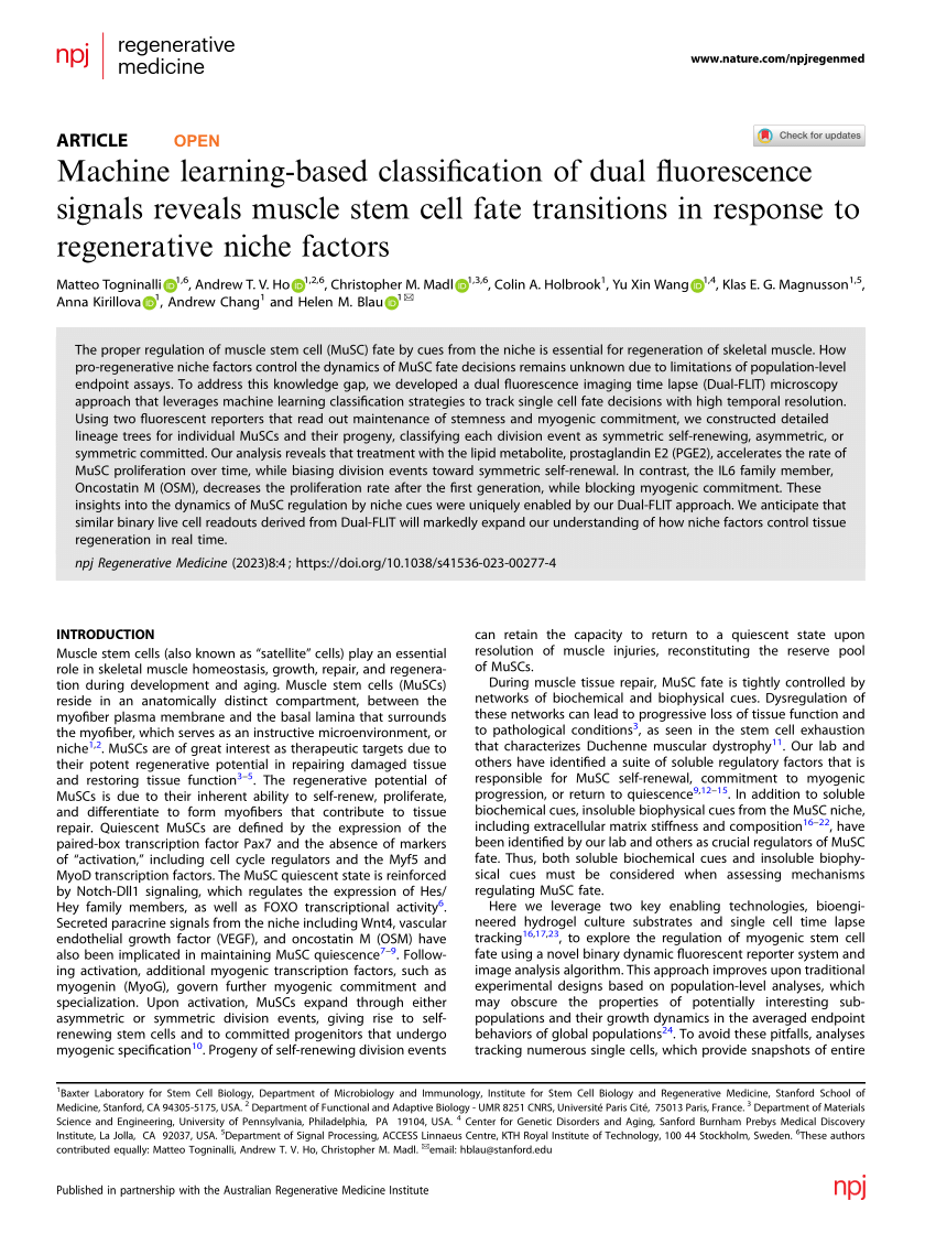 Machine learning-based classification of dual fluorescence signals reveals muscle  stem cell fate transitions in response to regenerative niche factors  published in NPJ Regenerative Medicine, Blau Lab