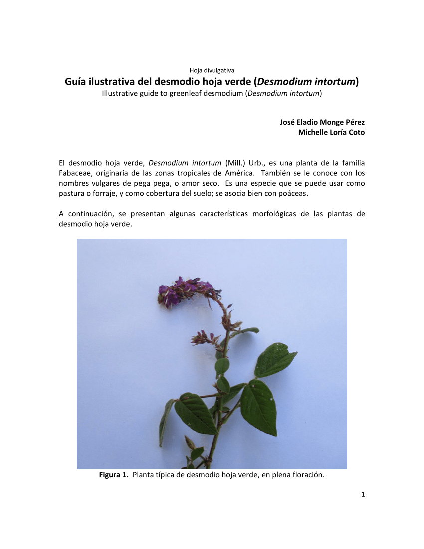 Pdf Illustrative Guide To Greenleaf Desmodium Desmodium Intortum 