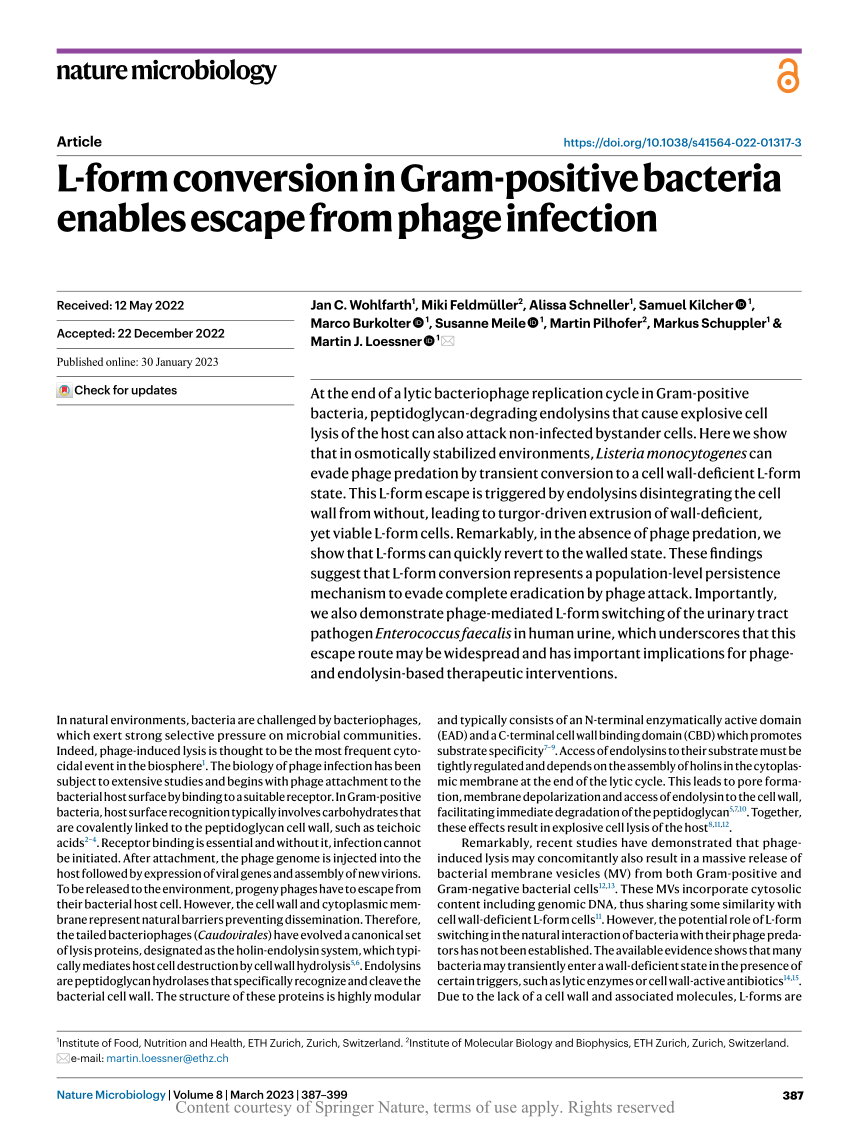 L-form conversion in Gram-positive bacteria enables escape from phage  infection
