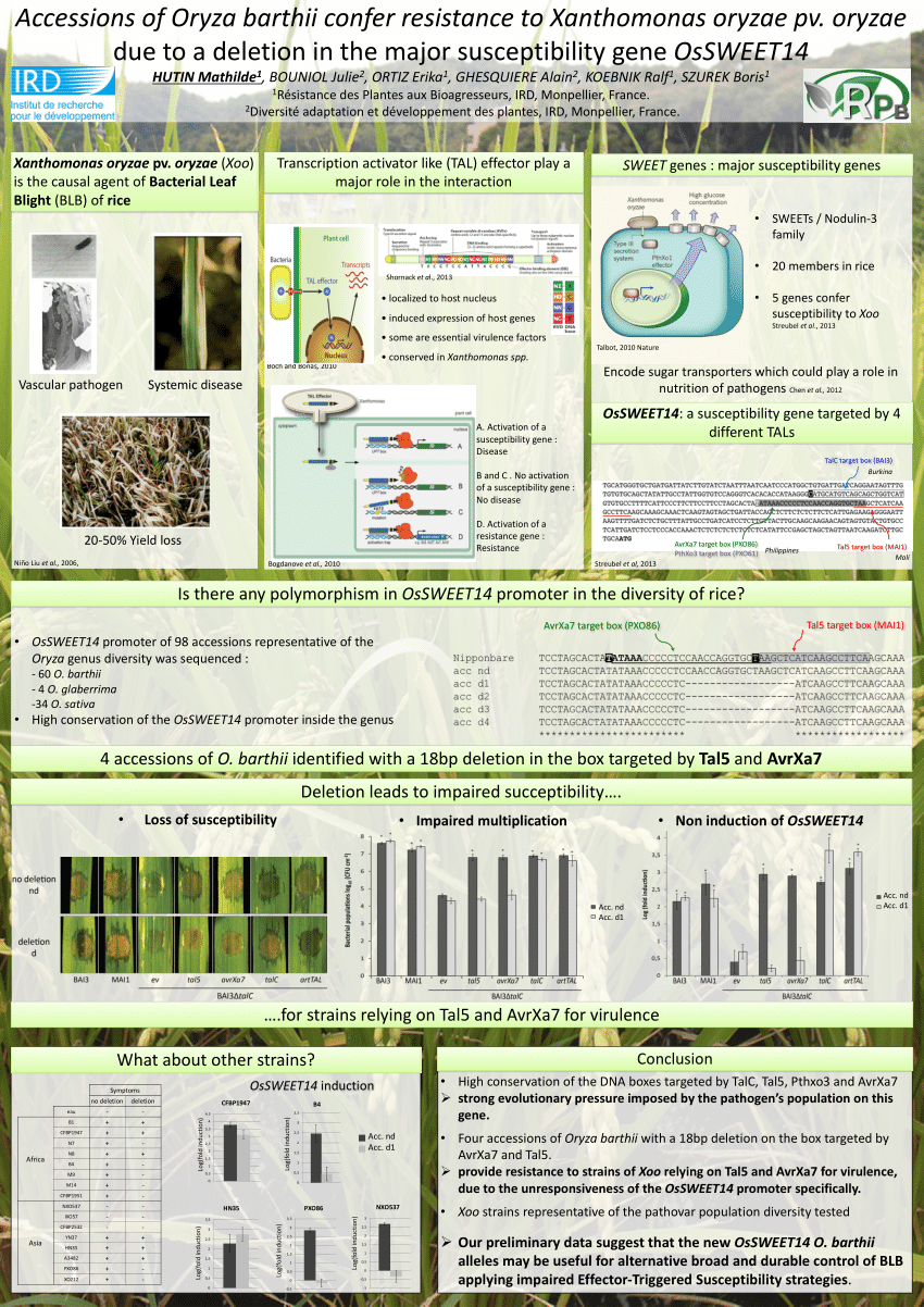 (PDF) Accessions of Oryza barthii confer resistance to Xanthomonas ...