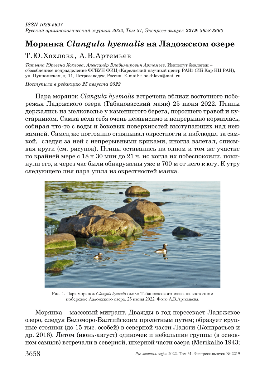 PDF) Khokhlova T., Artemyev A. The Long-tailed Duck Clangula hyemalis on  Lake Ladoga. //The Russian Journal of Ornithology. 31 (2219): 3658-3660  (Хохлова Т.Ю., Артемьев А.В. 2022. Морянка Clangula hyemalis на Ладожском  озере //