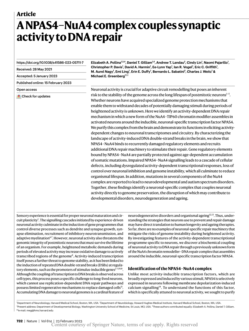 https://i1.rgstatic.net/publication/368541743_A_NPAS4-NuA4_complex_couples_synaptic_activity_to_DNA_repair/links/63edaa6631cb6a6d1d070752/largepreview.png