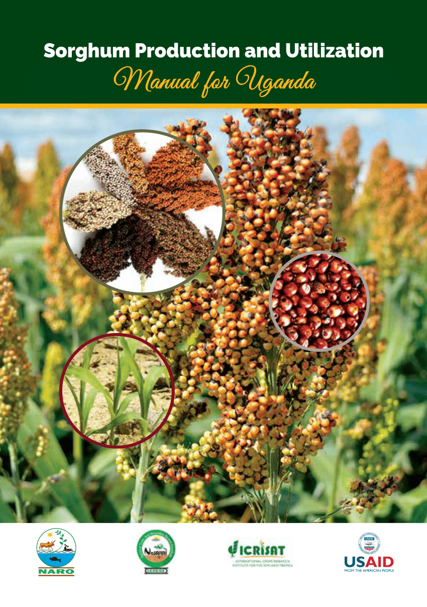 thesis on sorghum pdf