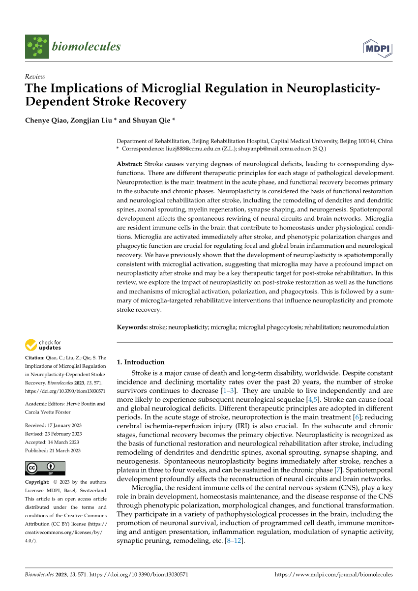 PDF) The Implications of Microglial Regulation in Neuroplasticity-Dependent  Stroke Recovery