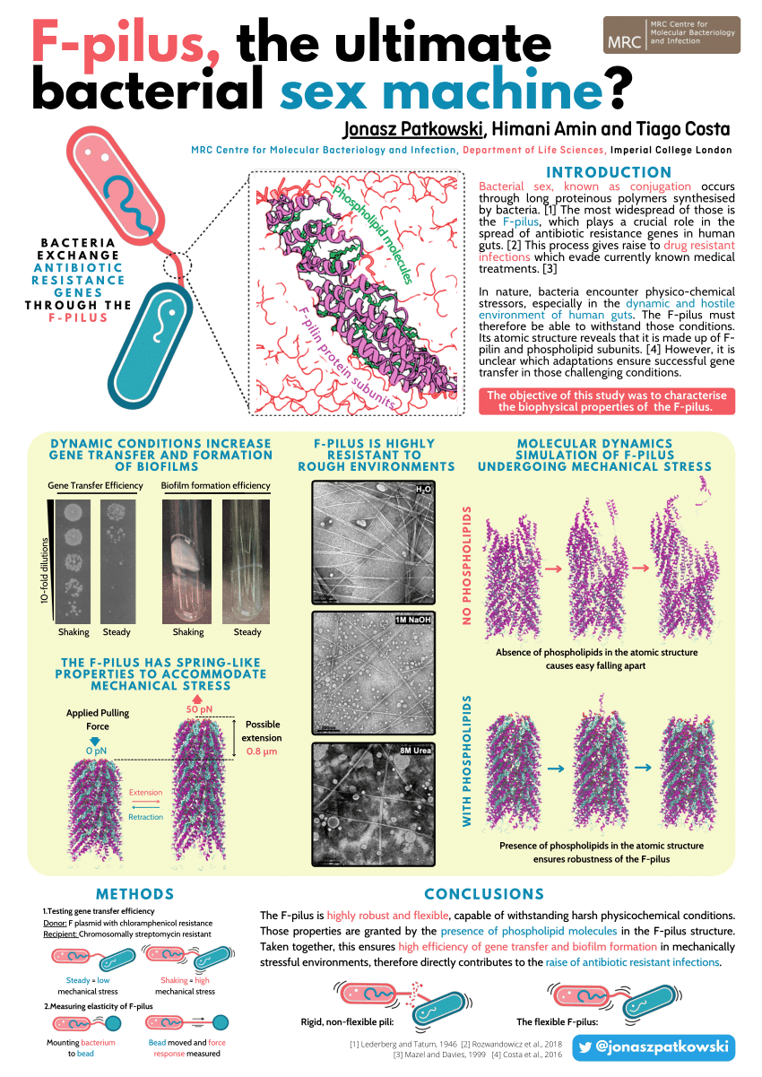 Pdf F Pilus The Ultimate Bacterial Sex Machine 1058