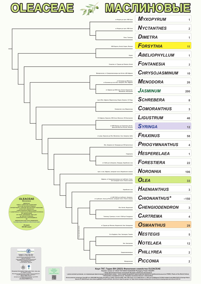 PDF) OLEACEAE • МАСЛИНОВЫЕ (OleaPP, Ru)