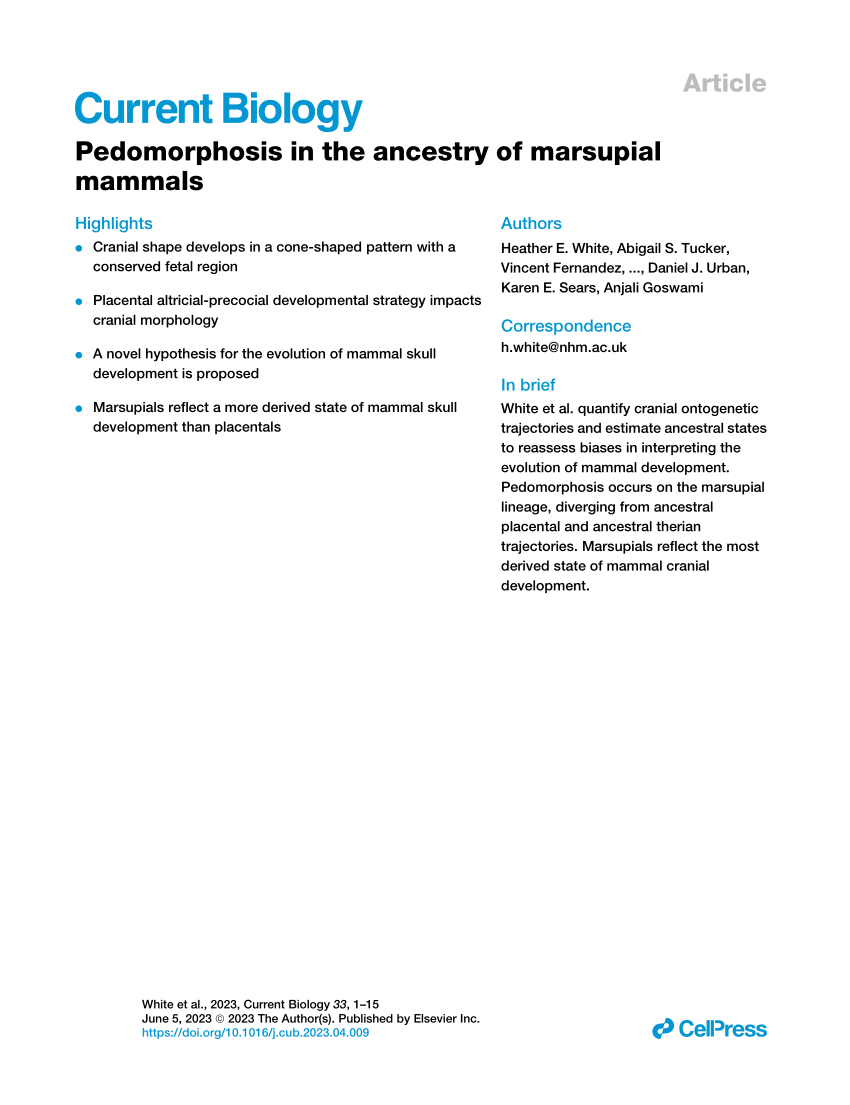 (PDF) Pedomorphosis in the ancestry of marsupial mammals