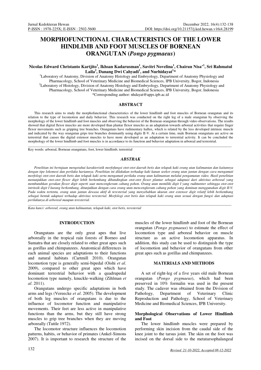 (PDF) MORPHOFUNCTIONAL CHARACTERISTICS OF THE LOWER HINDLIMB AND FOOT