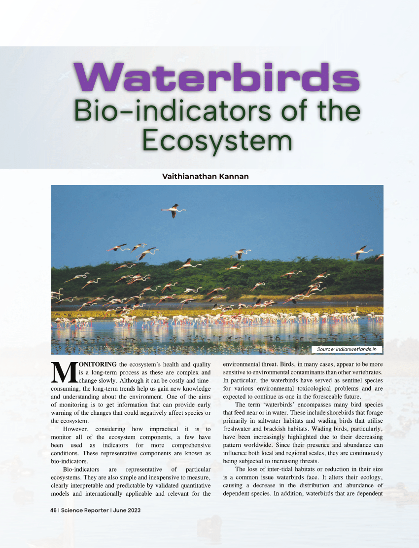 (PDF) Waterbirds Bio-indicators of the Ecosystem