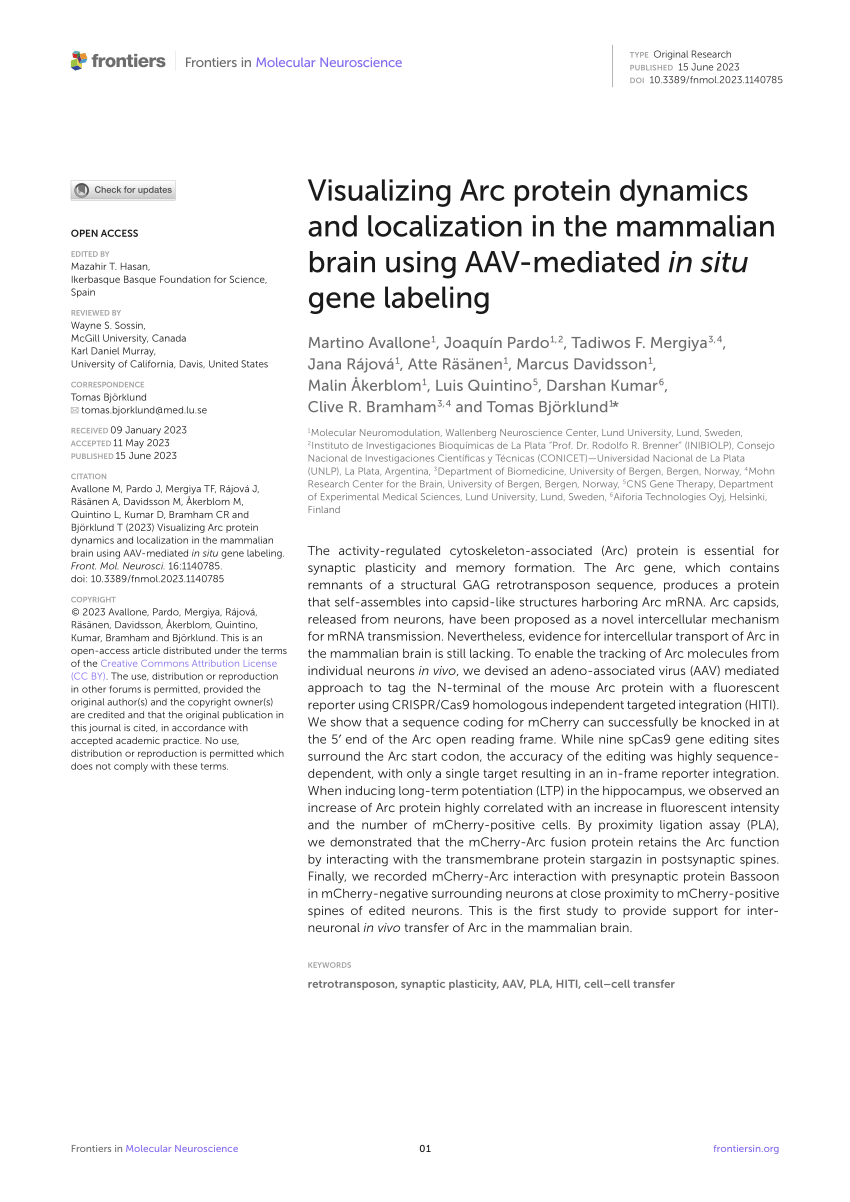 (PDF) Visualizing Arc protein dynamics and localization in the