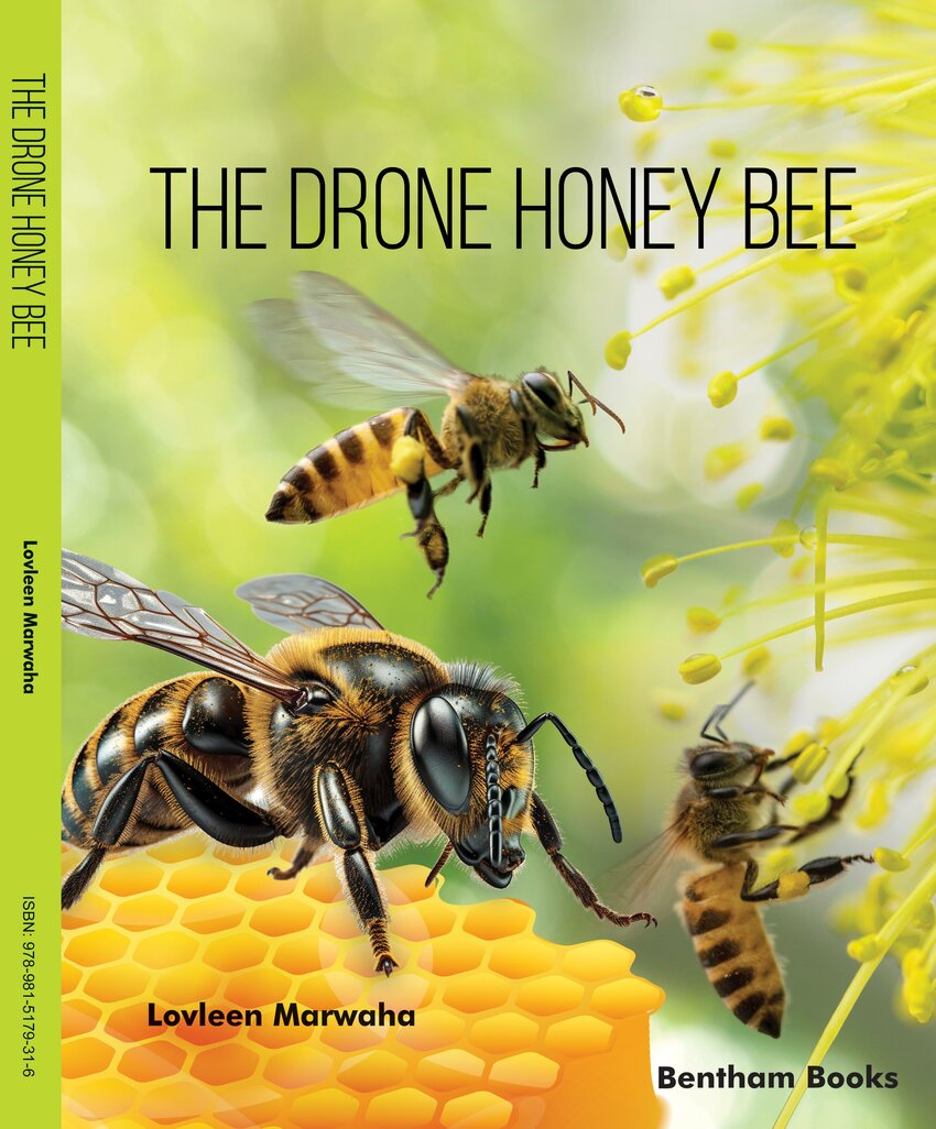 Pdf The Drone Honey Bee