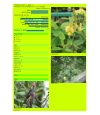 Preview image for Crotalaria retusa 吊裙草 @iN