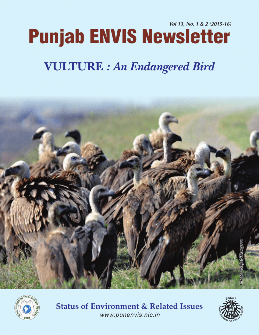 How Kenya is healing toxic relationship between vultures and