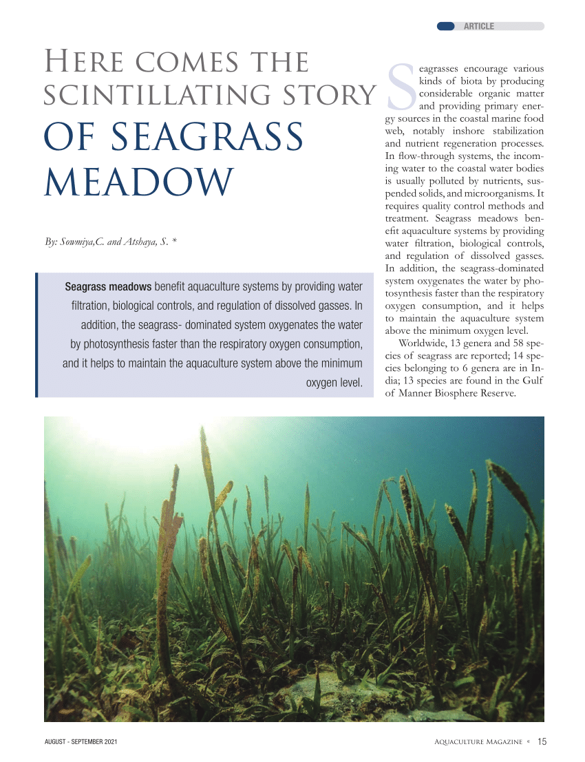 Pdf Here Comes The Scintillating Story Of Seagrass Meadow 