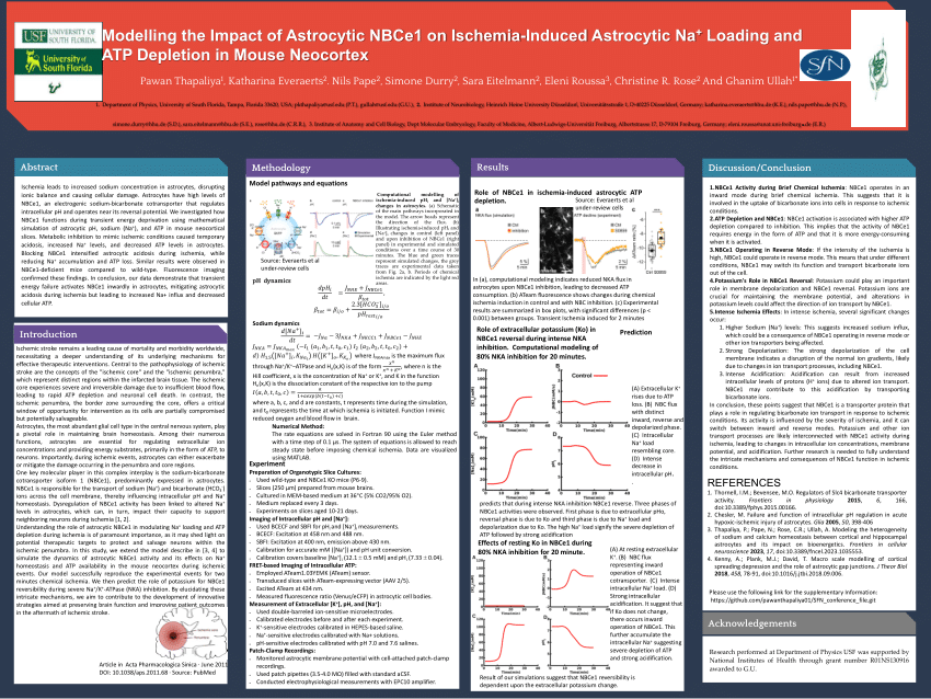 (PDF) SFN conference NBCe1 Poster final