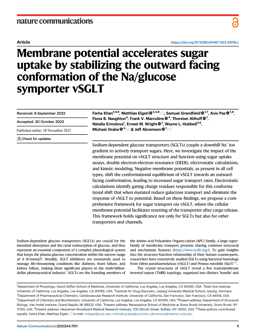 PDF) Membrane potential accelerates sugar uptake by stabilizing