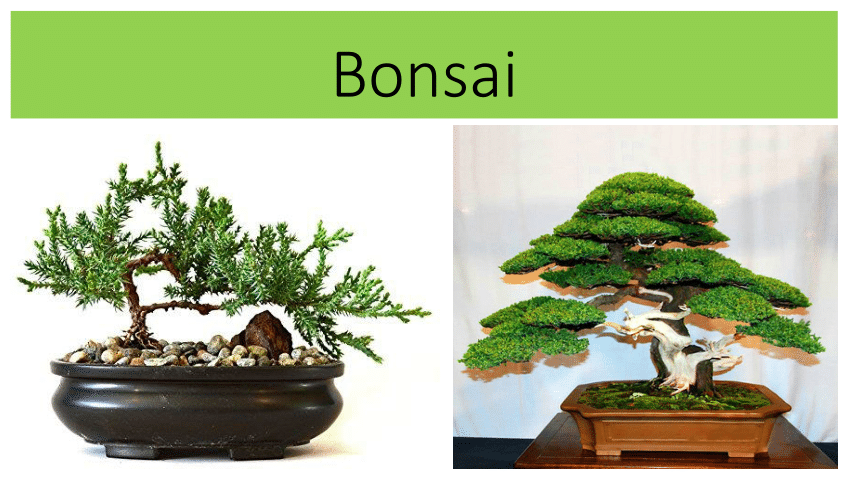  Ficus Bonsai Tree Seeds to Grow - 25+ Seeds - Made in