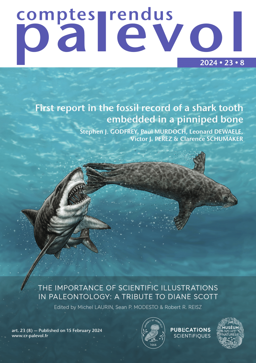 First Report In The Fossil Record Of A Great White Shark Tooth - The BayNet