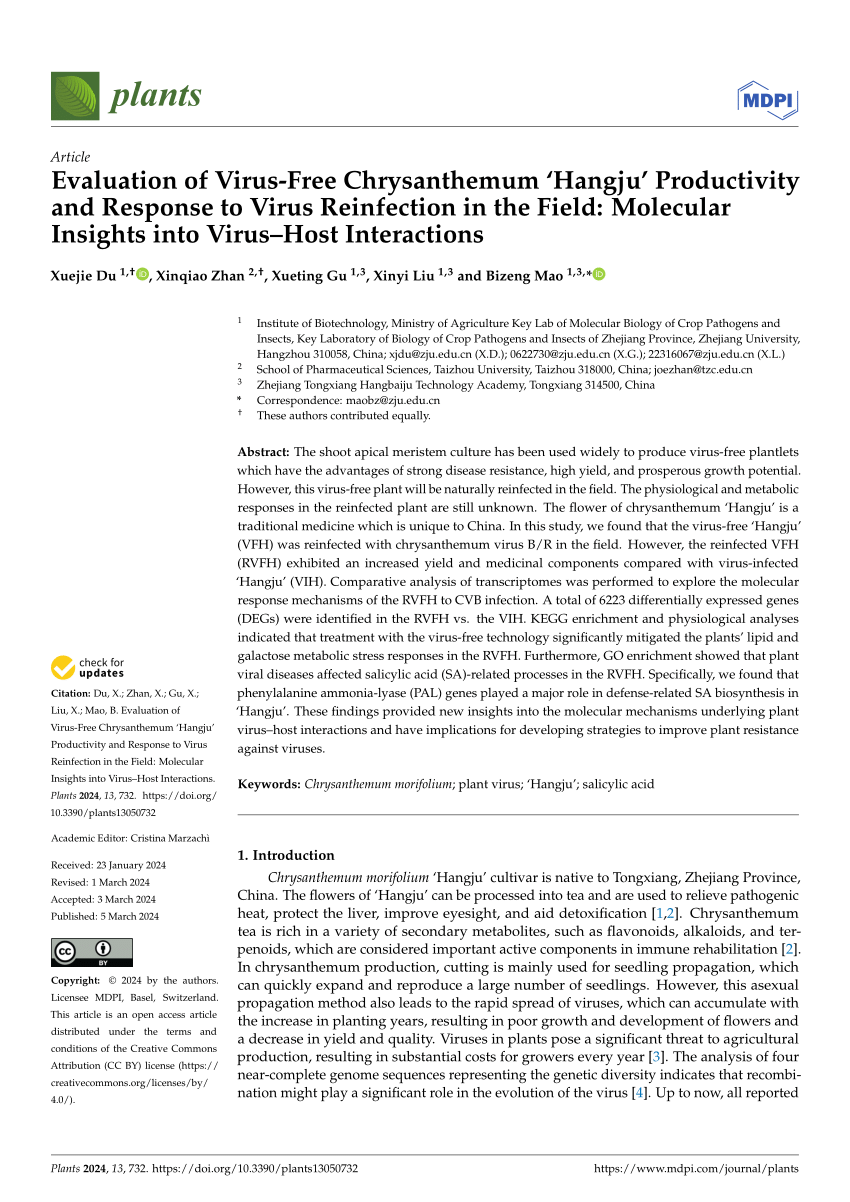 PDF) Evaluation of Virus-Free Chrysanthemum 'Hangju' Productivity 