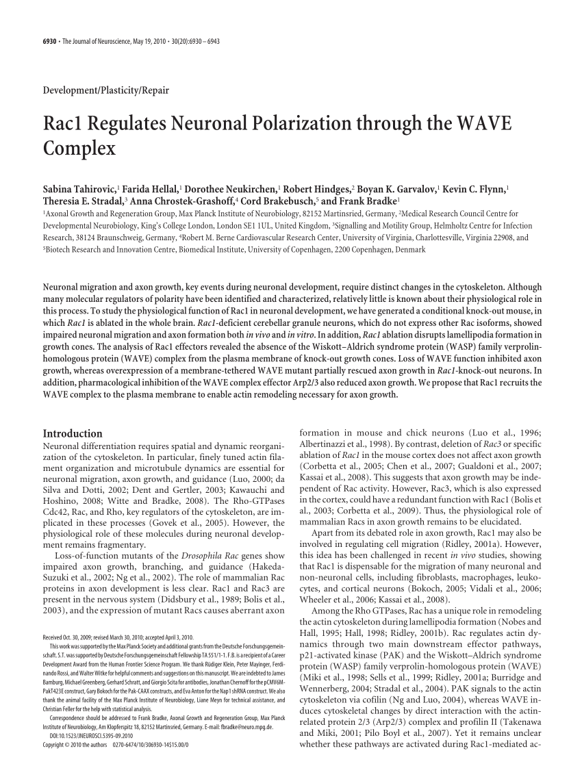 Rac1 Regulates Neuronal Polarization through the WAVE Complex