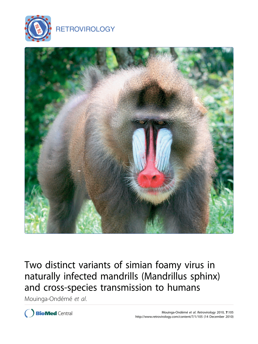 (PDF) Two distinct variants of simian foamy virus in naturally infected