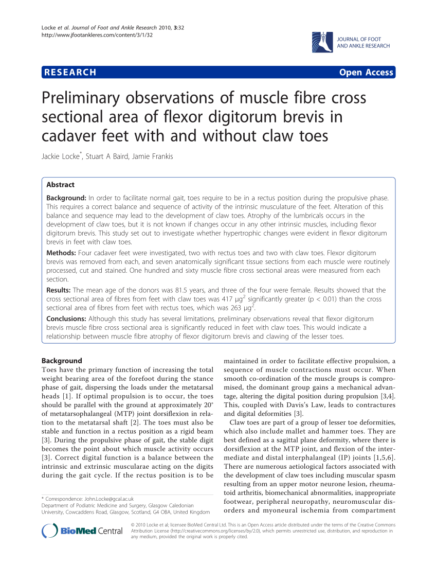 (PDF) Preliminary observations of muscle fibre cross sectional area of