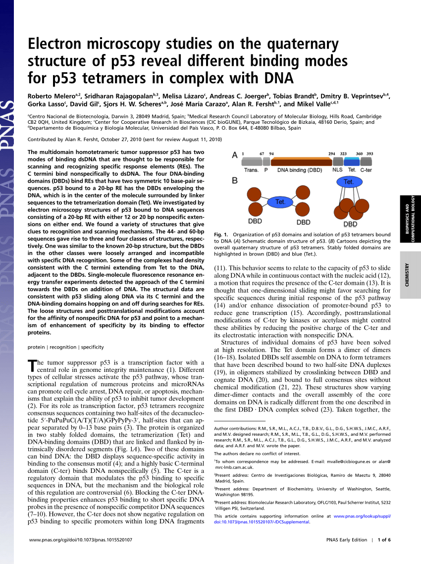 Pdf Electron Microscopy Studies On The Quaternary Structure Of P53 Reveal Different Binding Modes For P53 Tetramers In Complex With Dna