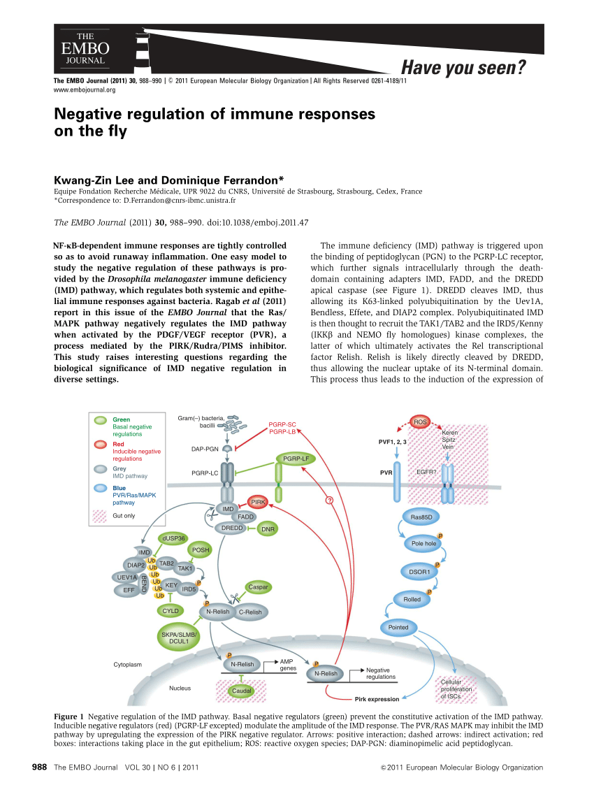 (PDF) Negative regulation of immune responses on the fly