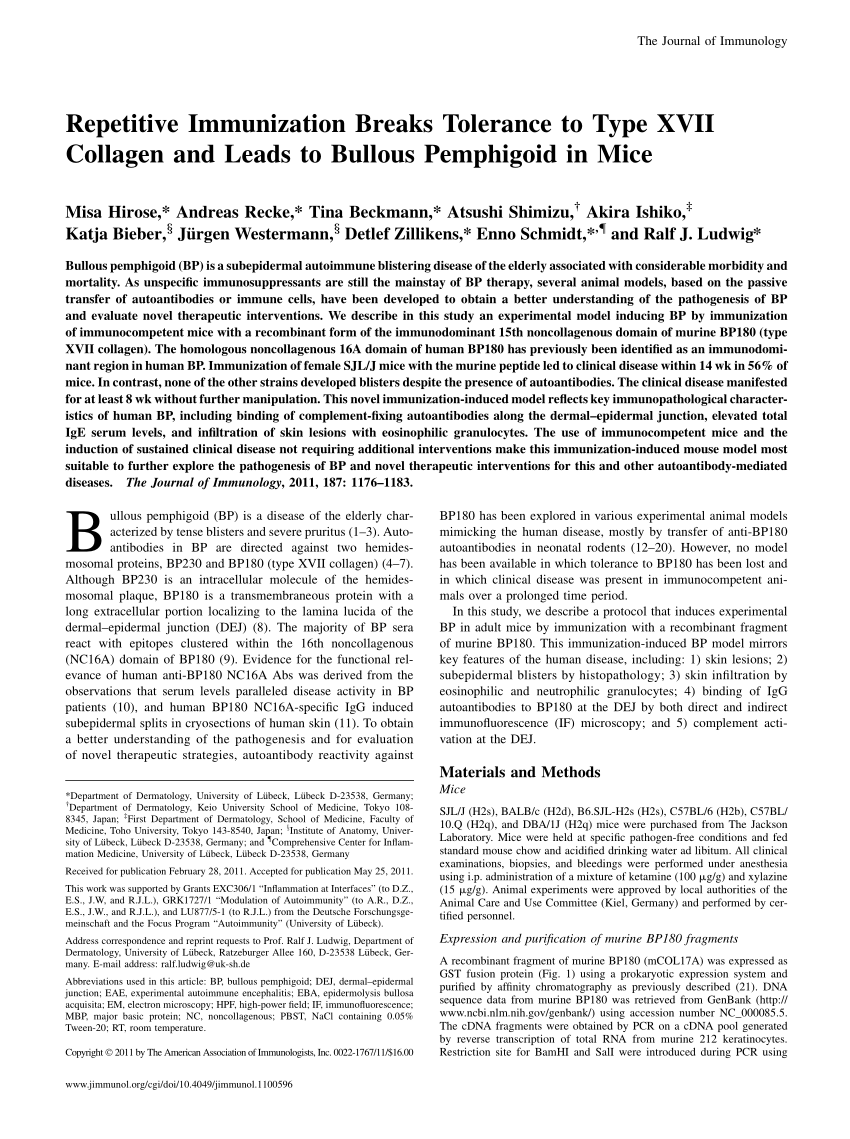 shabby vase skarpt PDF) Repetitive Immunization Breaks Tolerance to Type XVII Collagen and  Leads to Bullous Pemphigoid in Mice