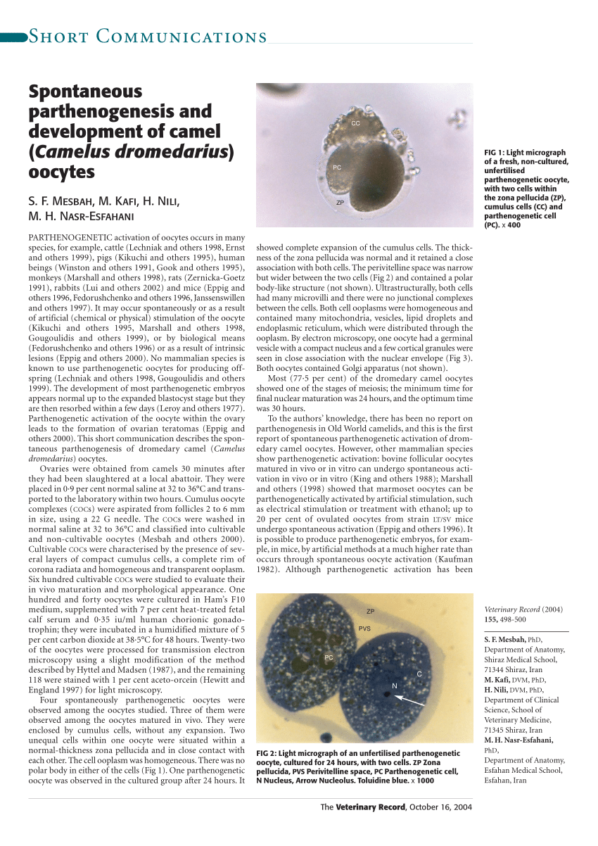 PDF) Spontaneous parthenogenesis and development of camel (Camelus  dromedarius) oocytes