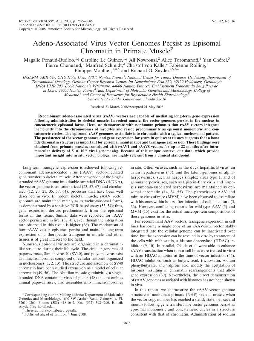 (PDF) Adeno-Associated Virus Vector Genomes Persist as Episomal