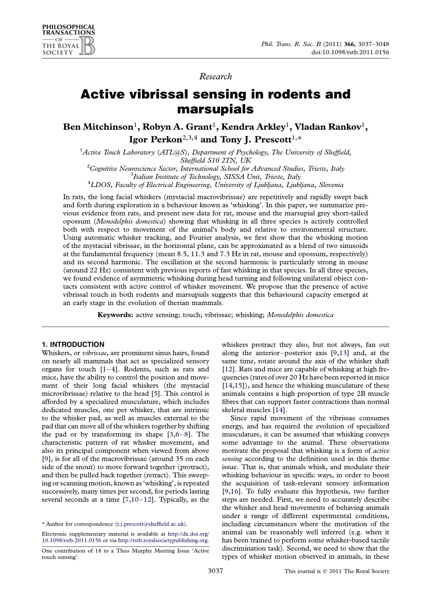 (PDF) Active vibrissal sensing in rodents and marsupials