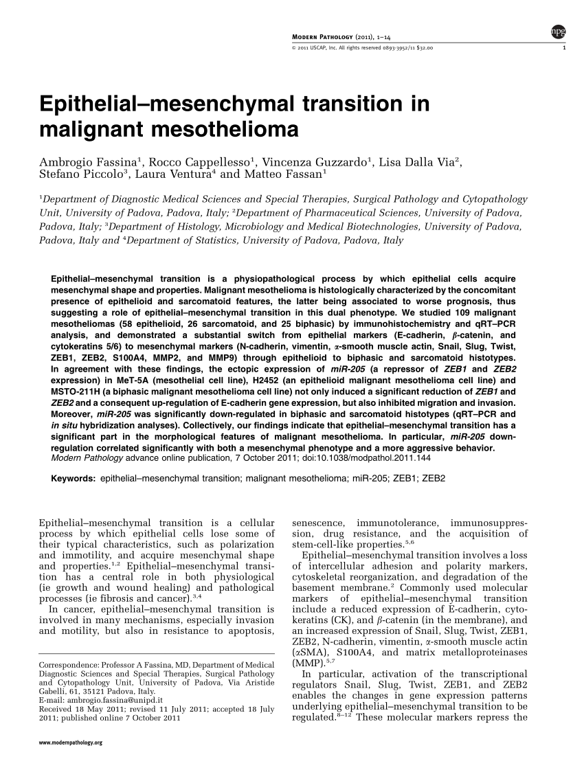 Pdf Epithelial Mesenchymal Transition In Malignant Mesothelioma