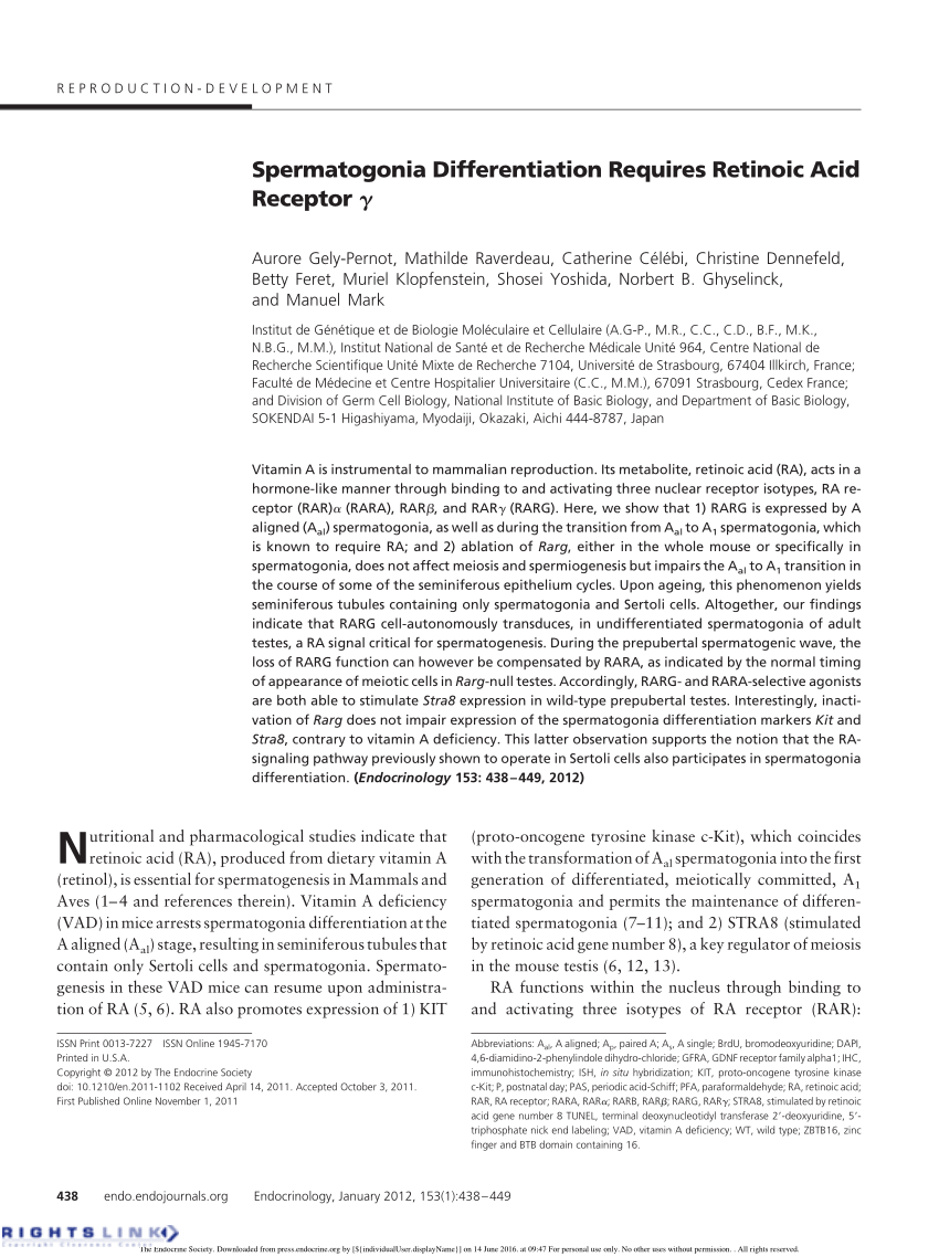 Pdf Spermatogonia Differentiation Requires Retinoic Acid Receptor