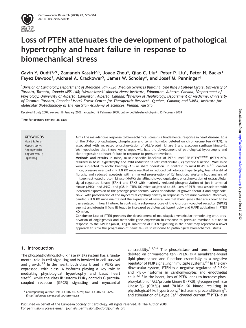 pathological hypertrophy heart