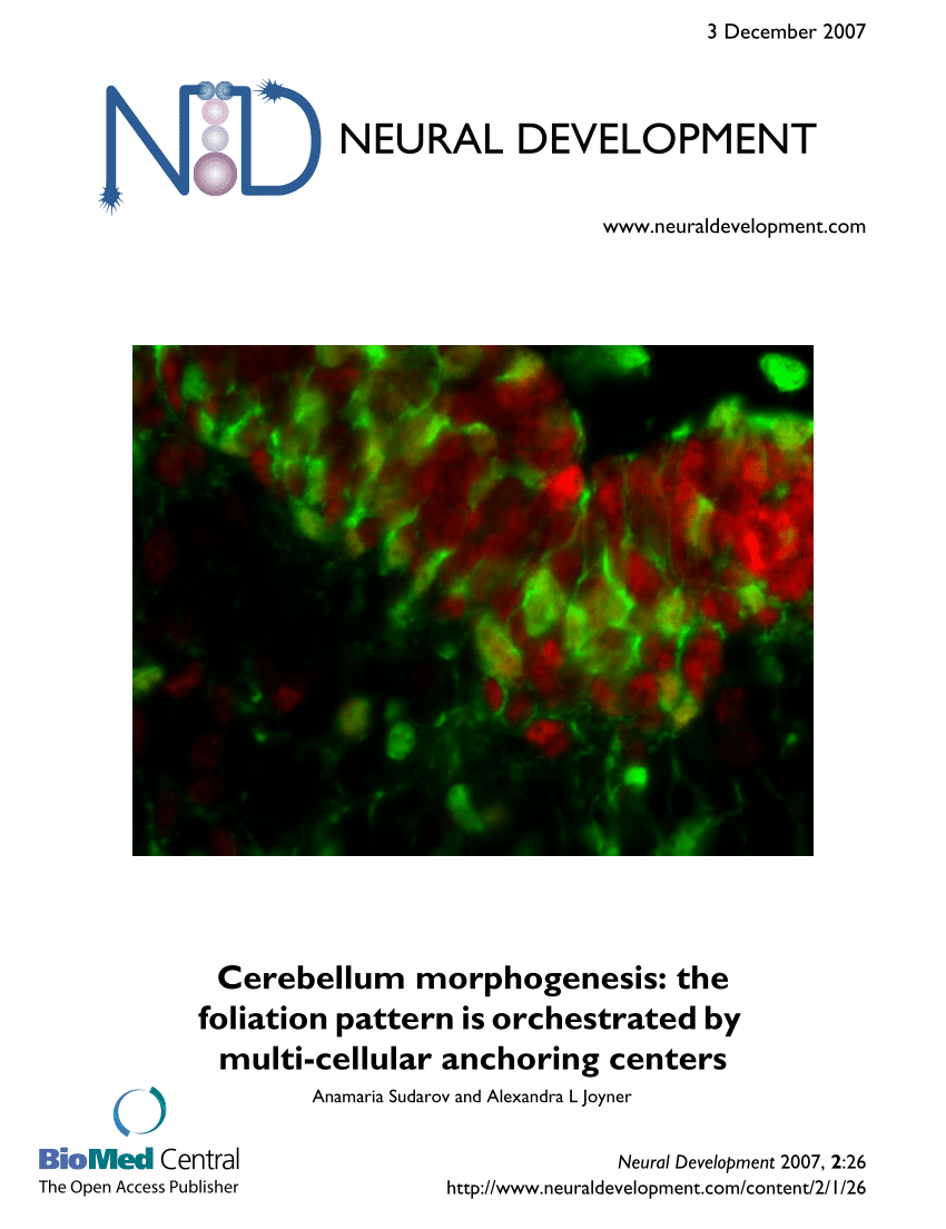 PDF) Cerebellum morphogenesis: The foliation pattern is 