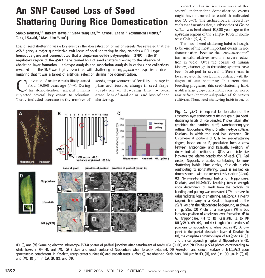 PDF) An SNP Caused Loss of Seed Shattering During Rice Domestication