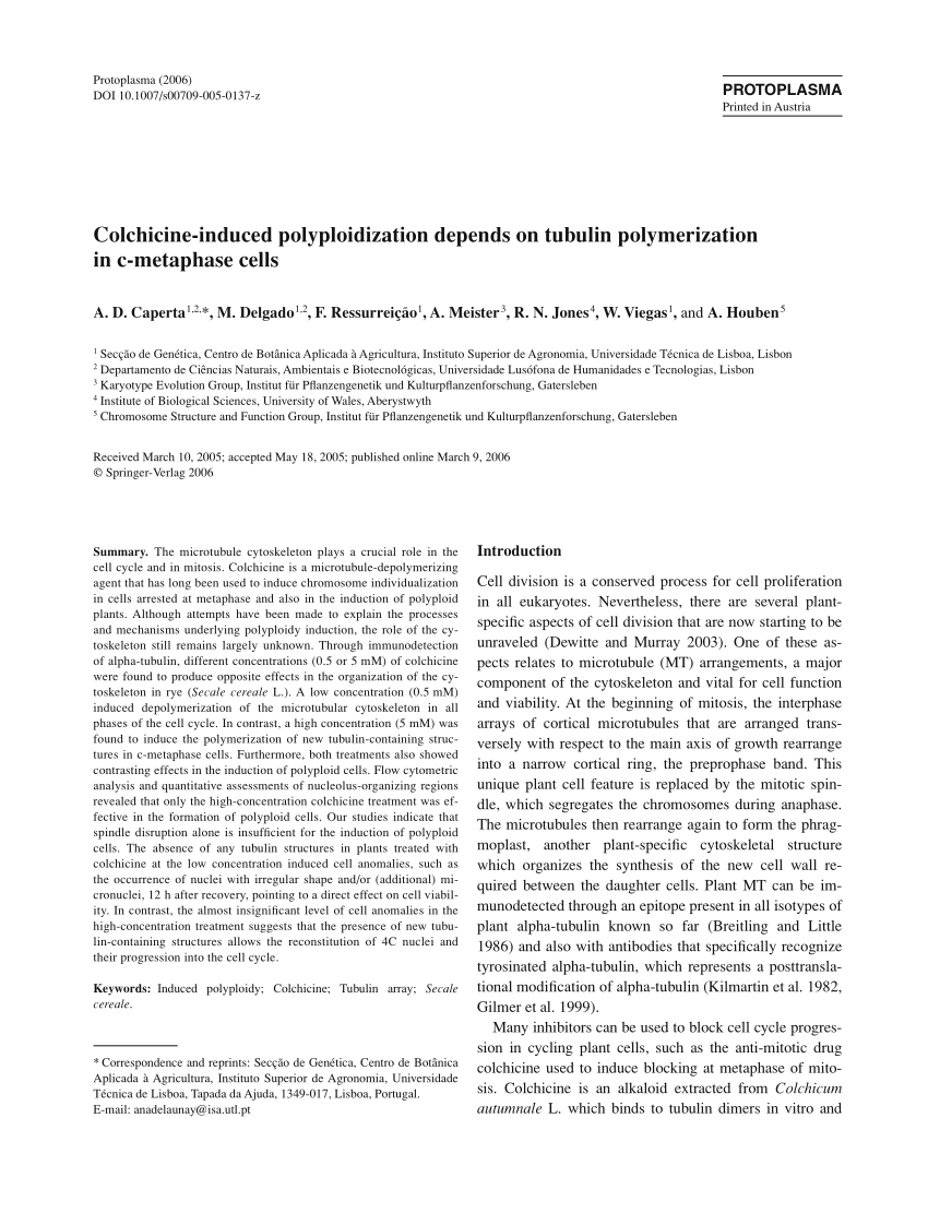 Pdf Colchicine Induced Polyploidization Depends On Tubulin Polymerization In C Metaphase Cells