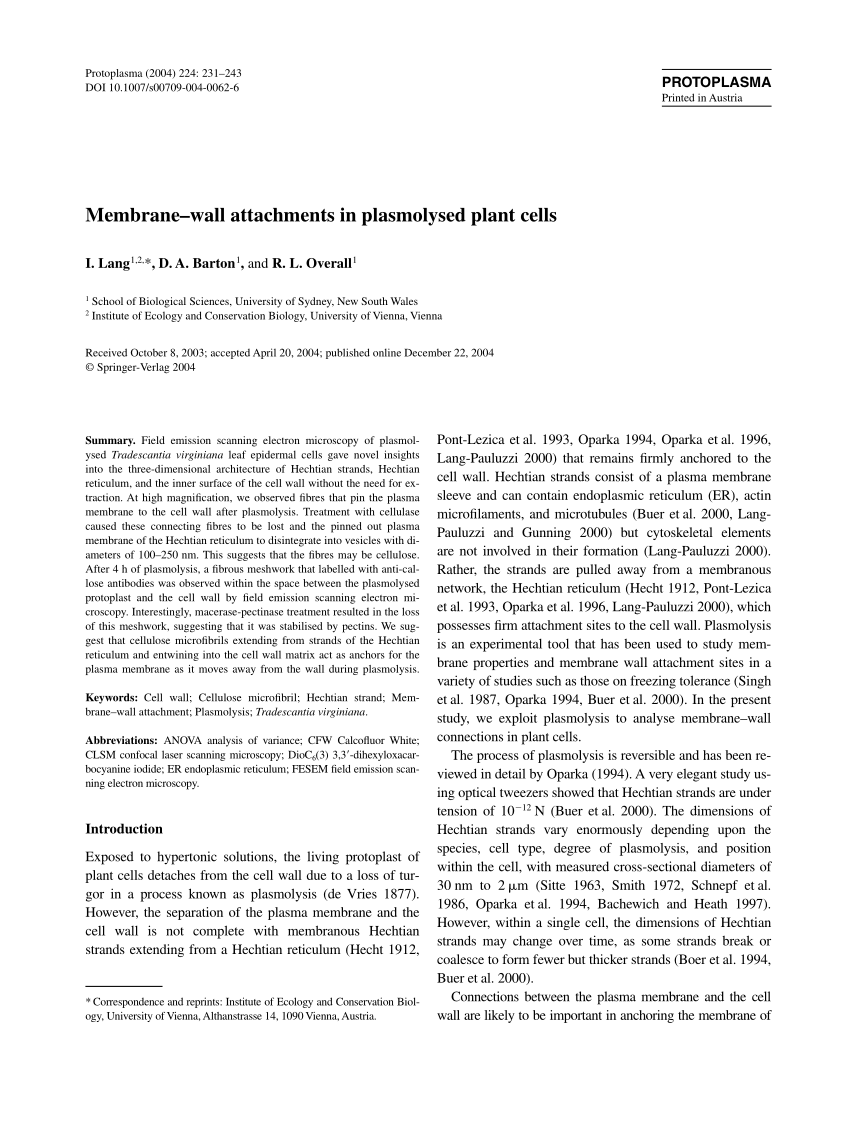 Pdf Membrane Wall Attachments In Plasmolysed Plant Cells