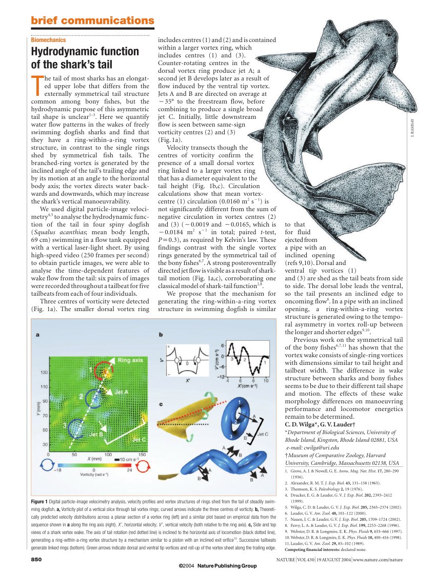 PDF) Biomechanics - Hydrodynamic function of the shark's tail