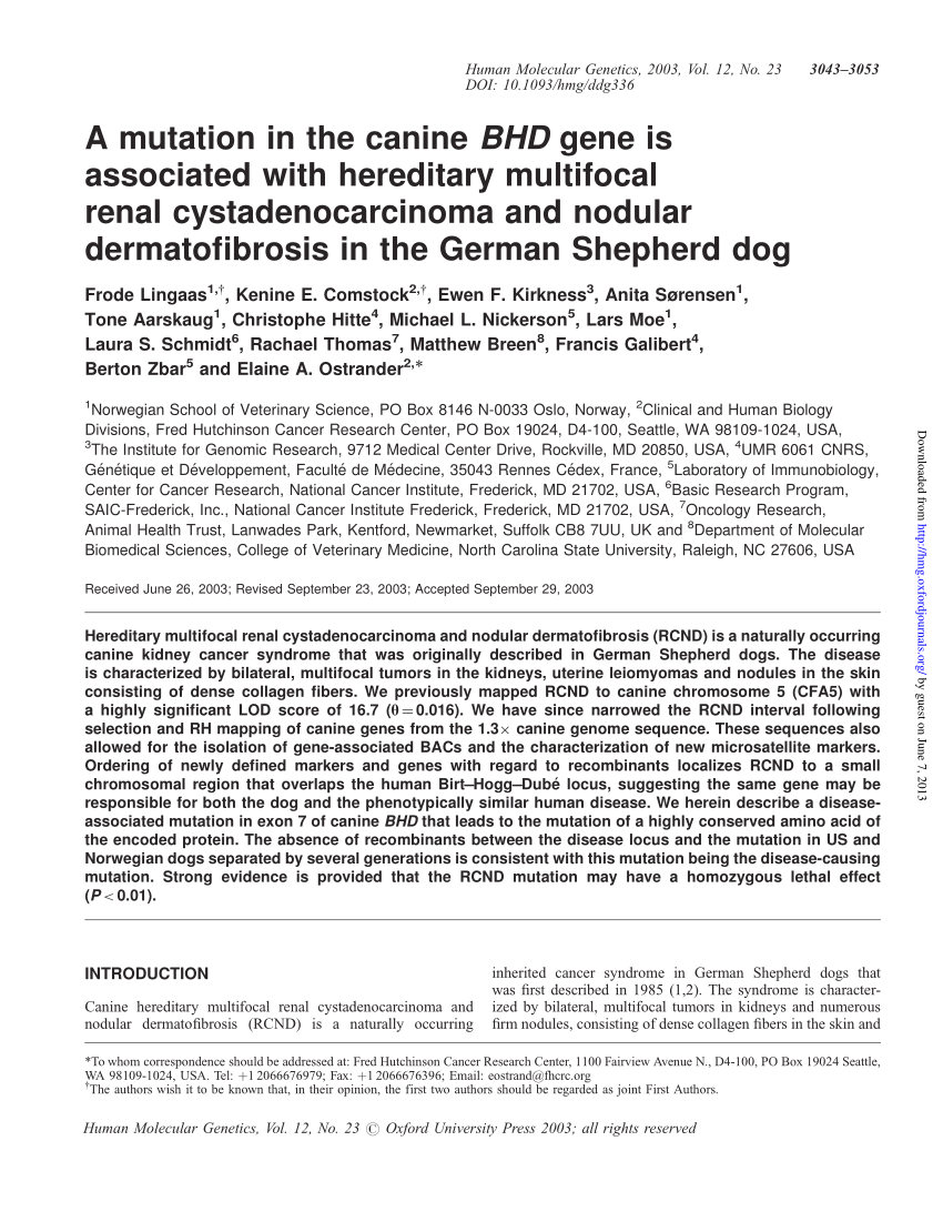 Pdf A Mutation In The Canine Bhd Gene Is Associated With Hereditary Multifocal Renal Cystadenocarcinoma And Nodular Dermatofibrosis In The German Shepherd Dog
