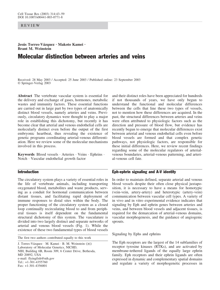 Pdf Molecular Distinction Between Arteries And Veins